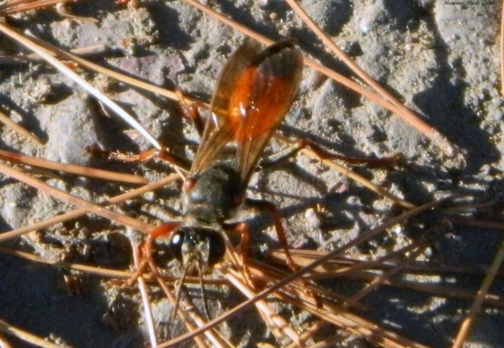 Sphex cfr. funerarius, Sphecidae